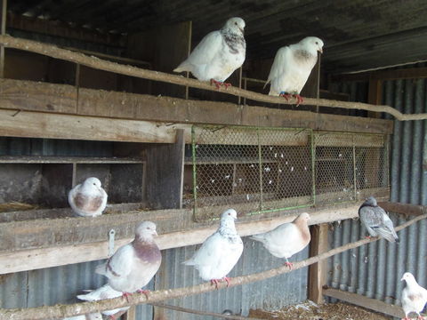 Pigeons Texan 0 49640 Morannes