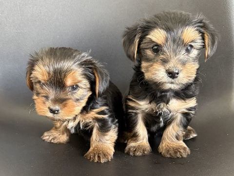 YORKSHIRE TERRIER 0 13320 Bouc-bel-air