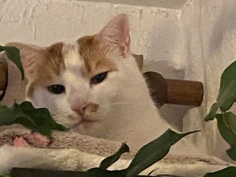 Hyper c&acirc;lin, dort aux pieds, r&eacute;pond comme un chien, 0 06100 Nice