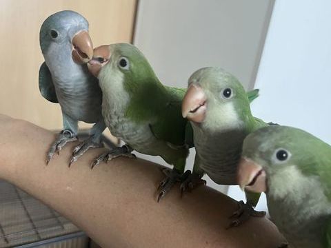 Conure veuve EAM 200 57300 Hagondange