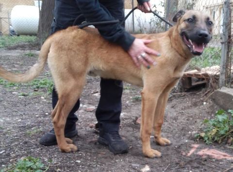 berger malinois m&acirc;le 1 an 250 12000 Rodez