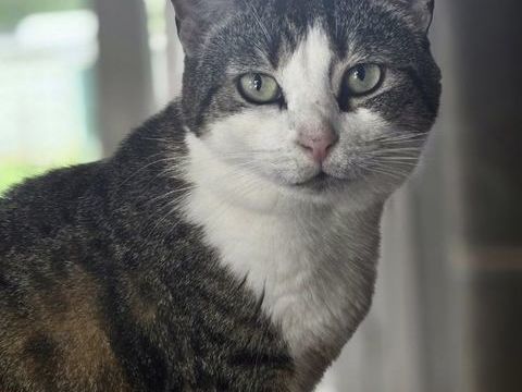 OLIVETTE 210 60000 Beauvais