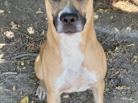 BELLINE, crois&eacute;e berger 2 ans 220 34500 Béziers