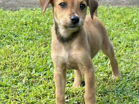 Loki, j'adore les c&acirc;lins 300 22000 Saint-brieuc