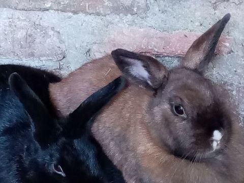 lapin nain male noir st&eacute;rilis&eacute; . 40 08500 Revin
