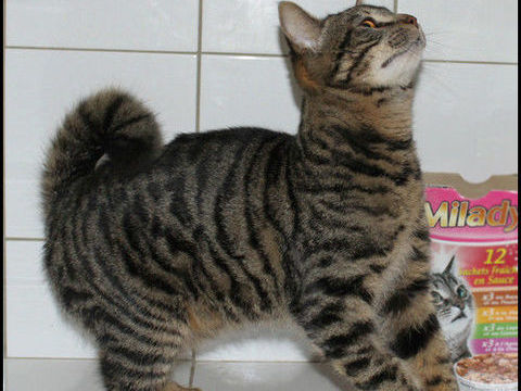 OLIVER cherche une famille 50 11120 Mirepeisset