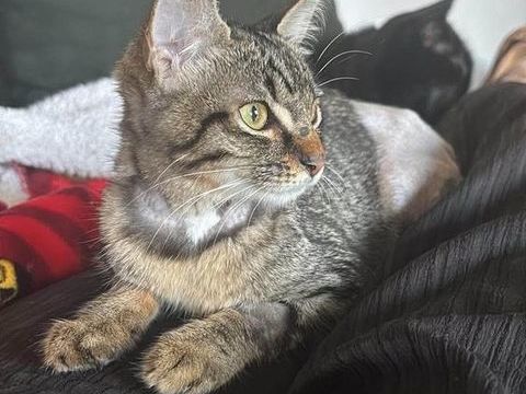 MOON – JEUNE CHATTE &Agrave; ADOPTER 4 MOIS 130 62149 Annequin