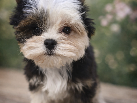 Rare Chiot Biewer yorkshire m&acirc;le miniature 2500 38140 Apprieu