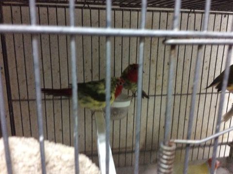 couple de Noum&eacute;a 2025panacher 120 31390 Carbonne