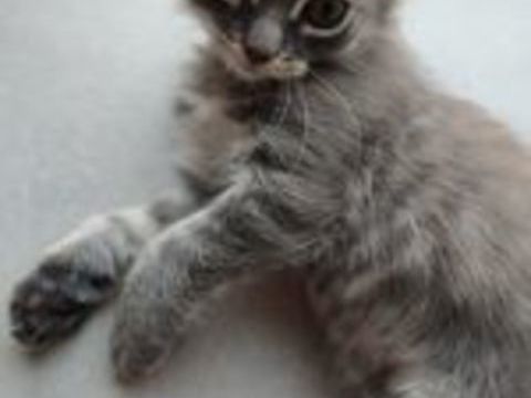   Donne adorable chatons 