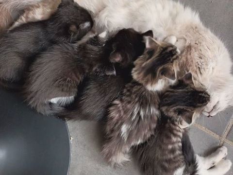 Donne chaton 0 42510 Bussires