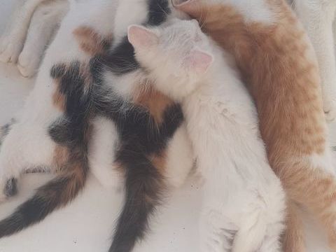 Chatons &agrave; donner, en Martinique 0 97250 Saint-pierre