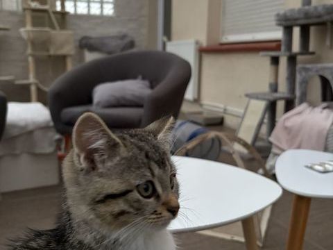 Chaton à donne de 2,5 mois  0 76620 Le havre