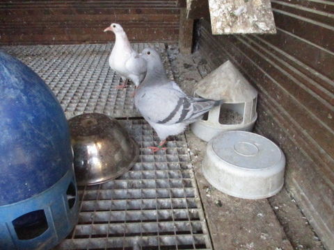 COUPLE DE  PIGEON TEXANS BAGUE 25 60170 Dreslincourt