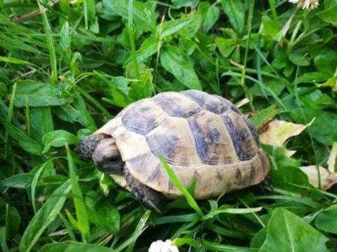 C&egrave;de juv&eacute;niles tortues de terre 90 31000 Toulouse