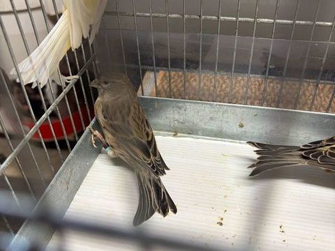 CANARIS 45 71390 Messey-sur-grosne