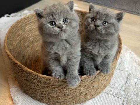  Deux magnifiques femelles British Shorthair bleu &agrave; la r&eacute; 1500 33560 Carbon-blanc