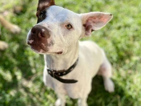 Neo, m&acirc;le crois&eacute; berger, n&eacute; le 01/01/2025 🐶 380 35000 Rennes