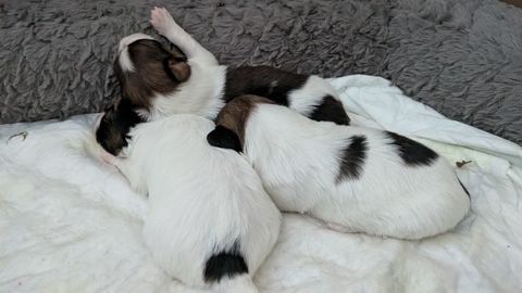 3 chiots papillon Adorables  chiots &Eacute;pagneul Nain Continenta 1700 78540 Vernouillet