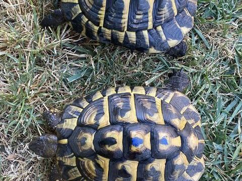 Tortue de terre 150 30100 Al�s