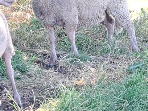 Agneaux 50 19700 Seilhac