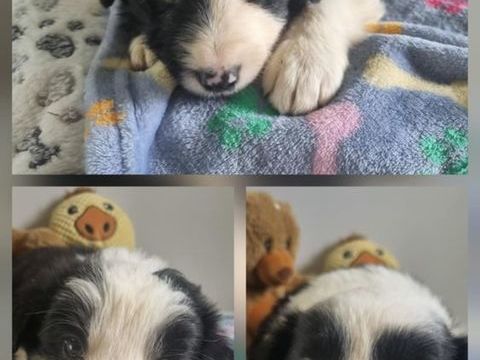 Magnifique chiot Border Collie 450 79200 Saint-germain-de-longue-chaume