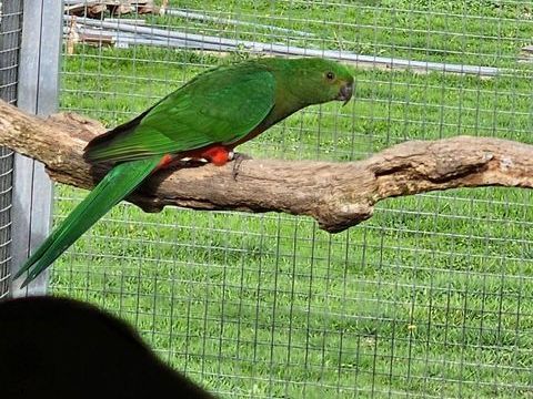 Couple de perruche royal 0 53290 Saint-denis-d'anjou