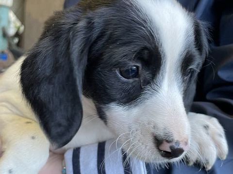 Chiots m&acirc;le et femelle 0 85140 Sainte-florence