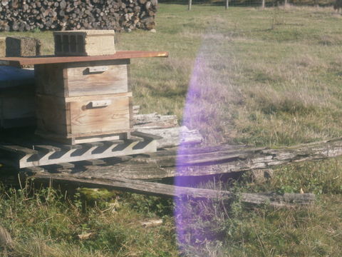 Ruches peuplées 150 71380 Saint-marcel