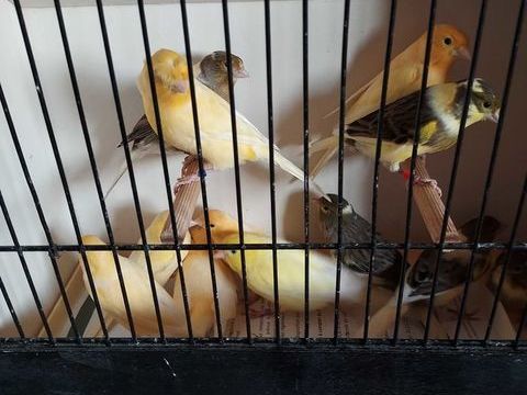 Canaris+chanteurs+et+reproducteurs 30 14230 La cambe