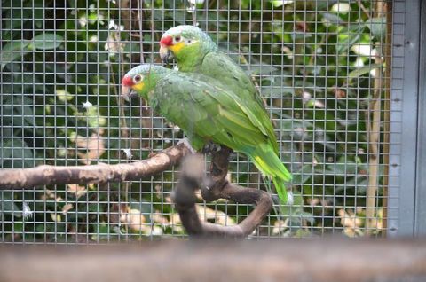 couple Amazones à front rouge 4 FOIS SANS FRAIS 590 35136 Saint-jacques-de-la-lande