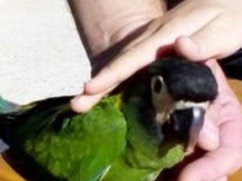 Jeune mâle ara à nuque d'or 850 55190 Pagny-sur-meuse