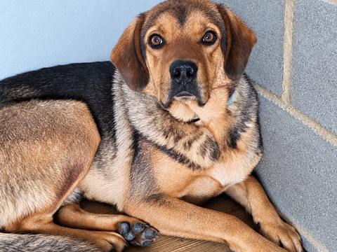 Pako m&acirc;le de 3 ans 300 59300 Valenciennes