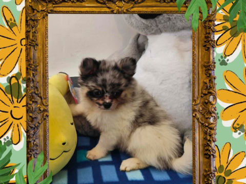 Chiot spitz m&acirc;le 1200 18140 Pr�cy