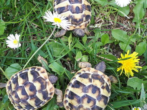 Petites tortues de terre hh n&eacute;es &agrave; l'&eacute;t&eacute; 2025 40 30540 Milhaud