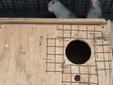 Couple reproducteur touis c&eacute;leste 150 77240 Vert-saint-denis