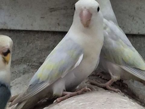 Ins&eacute;parables rosecolis 40 85360 La tranche-sur-mer