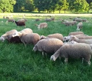  Ferme � vendre 1 pi�ce 1 m�