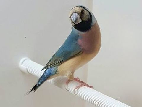 Tr&egrave;s Belles Femelles Diamants De Gould Bleu Bagu&eacute; 2026 90 94450 Limeil-brévannes