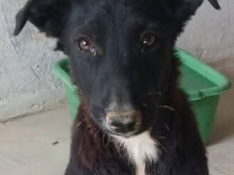 Lana 300 28000 Chartres