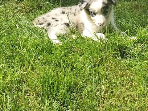 8 chiots border collie 650 79420 Saint-lin