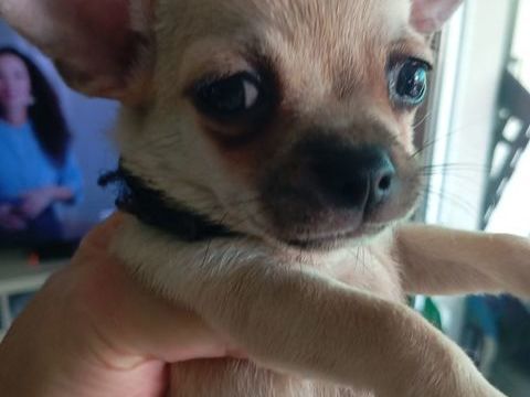 Tr&egrave;s jolie port&eacute;e de chihuahuas issue de parents lof 950 83920 La motte