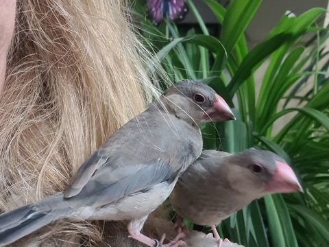 Padda de java apprivoisé à Caudrot 33 60 33490 Caudrot