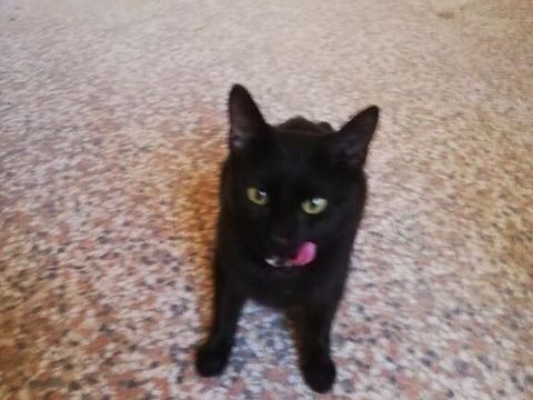 Chat recherche Famille d'Accueil sur Marseille 0 13004 Marseille