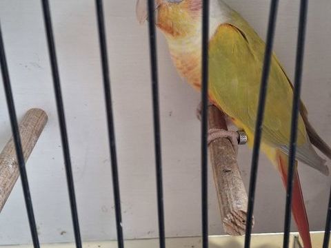 pyrrhura milinae 150 13129 Salin de giraud