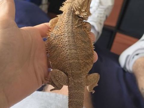 Pogona viticeps 0 83210 Solli�s-pont