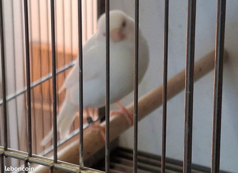RECHERCHE CANARI BLANC FEMELLE 30 69300 Caluire-et-cuire