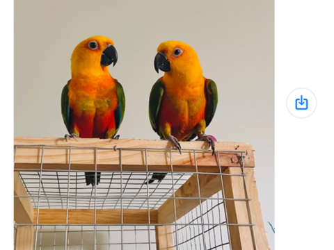 Perroquet ?  360 47200 Marmande