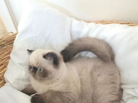 Chatons exotic shorthair 1000 84410 Bdoin