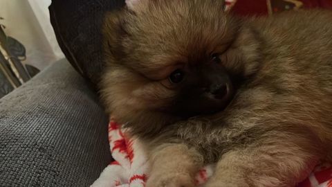 Spitz nain 1200 77000 Melun